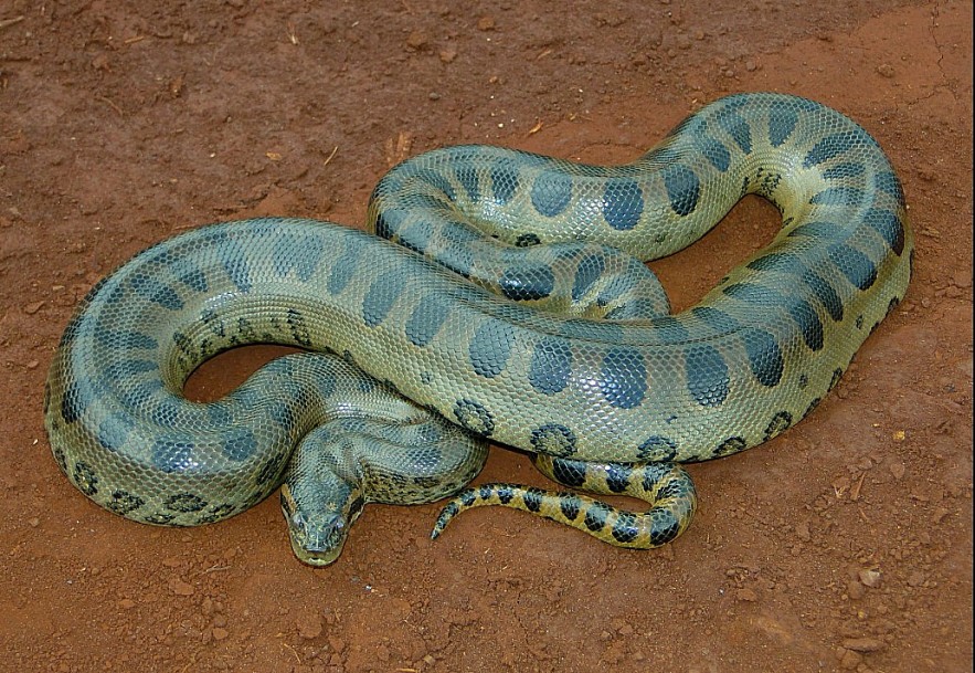 Green Anaconda Green Anaconda