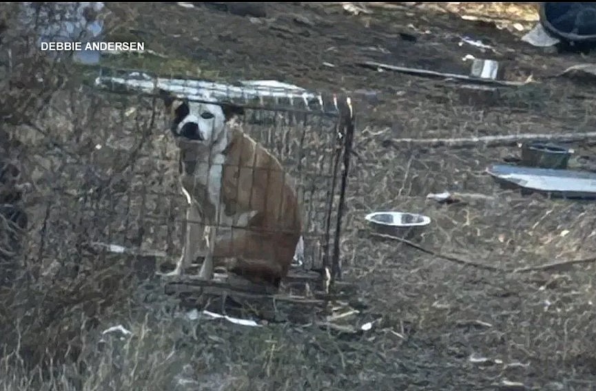 New statewide database of animal abusers coming to Florida Jan. 1