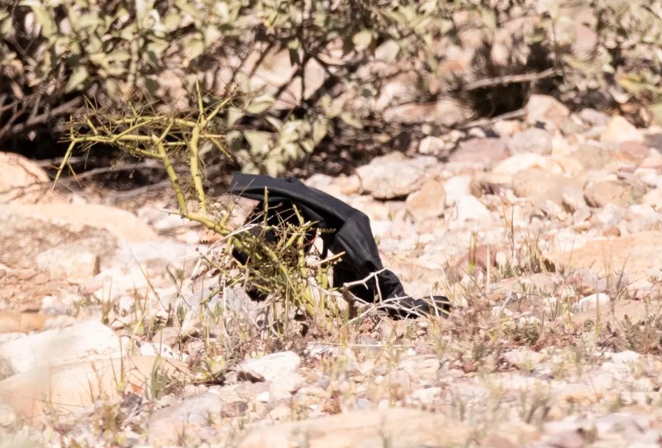 Black Glove Found as Investigators Intensify Search in Nancy Guthrie Kidnapping Case