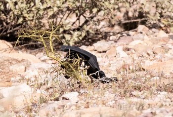 Black Glove Found as Investigators Intensify Search in Nancy Guthrie Kidnapping Case