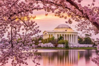 How Many Cherry Trees Are at the 2026 National Cherry Blossom Festival in Washington, DC?