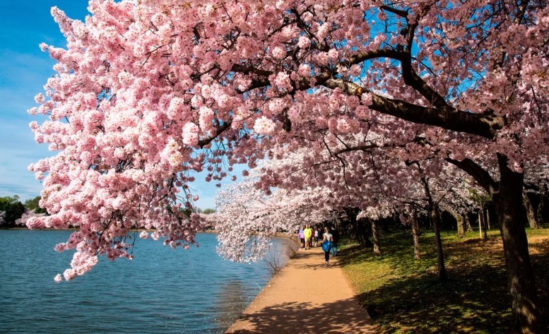 When Is the 2026 National Cherry Blossom Festival? Best Places to See