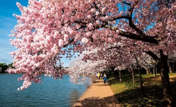 When Is the 2026 National Cherry Blossom Festival? Best Places to See