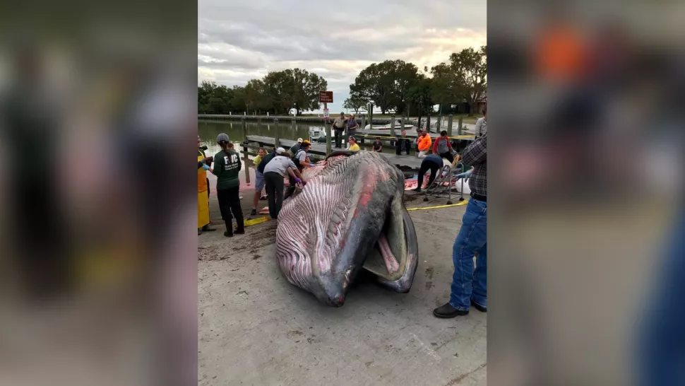 Only in the US: Whale Washed Ashore on Florida Coast Confirmed New Species