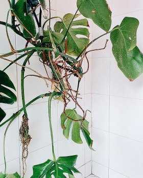 How to take care of your indoor plants - Some useful tips!