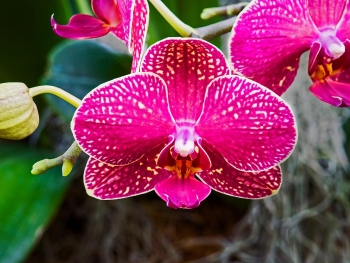 9 interesting facts about orchid