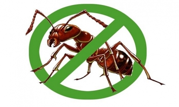 How to get rids of ants in your house?