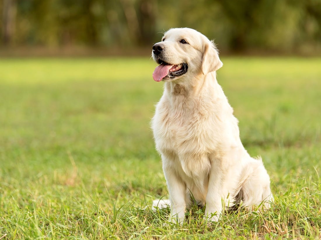 7 useful tips to raising a dog