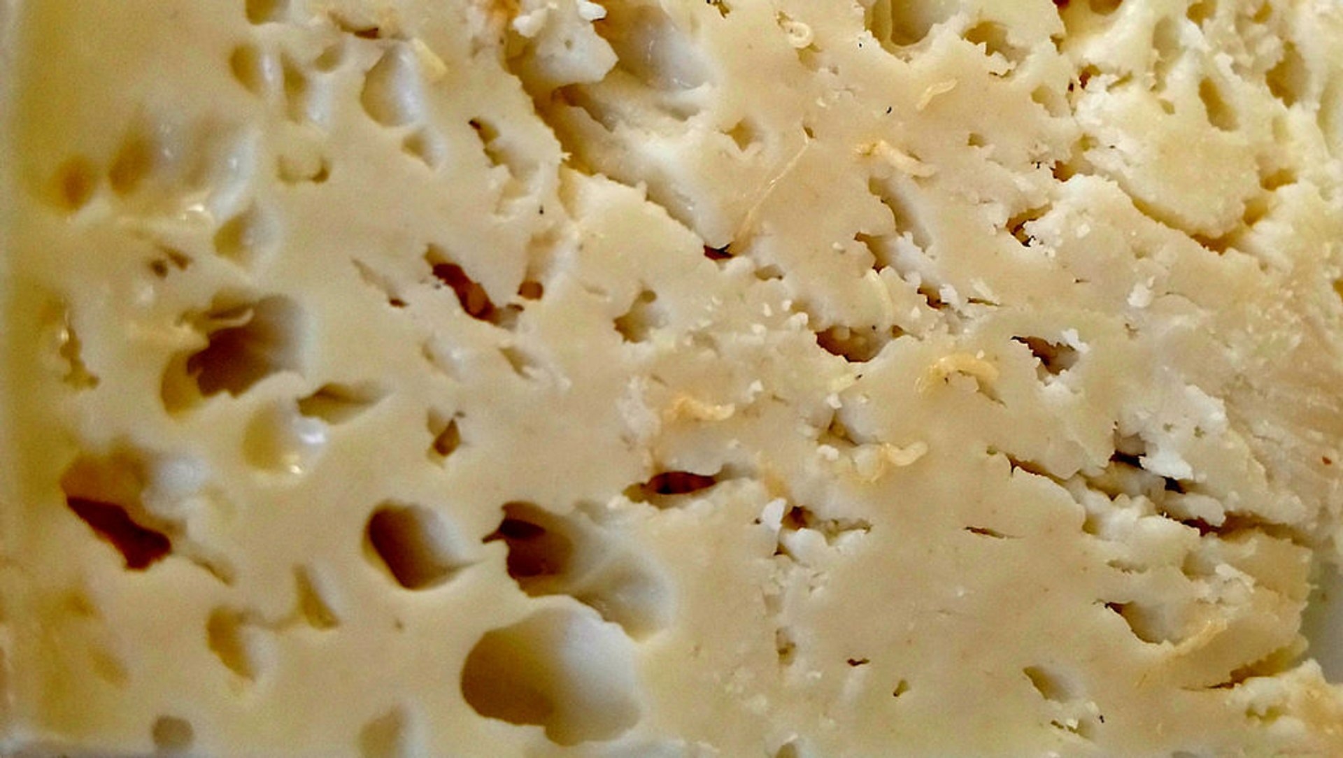1440 italy casu marzu sardinian maggot cheese