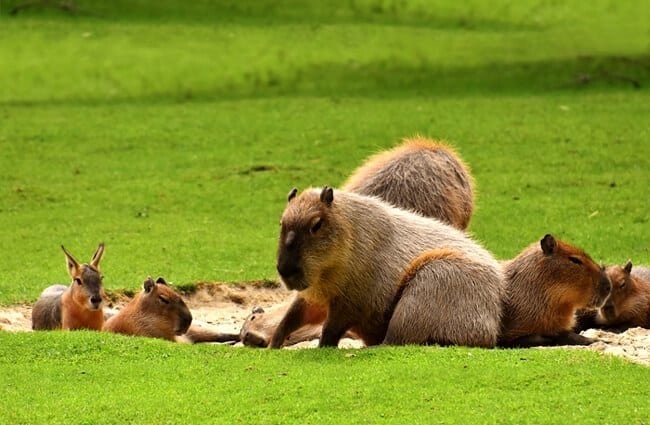 4501 capybara 2 650x425
