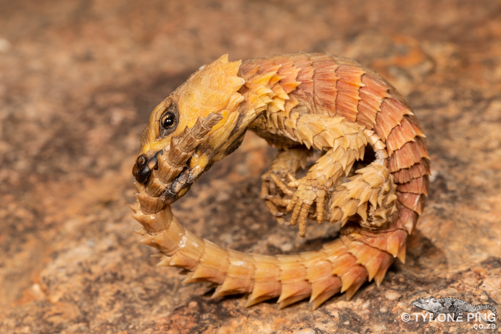 how much is an armadillo lizard