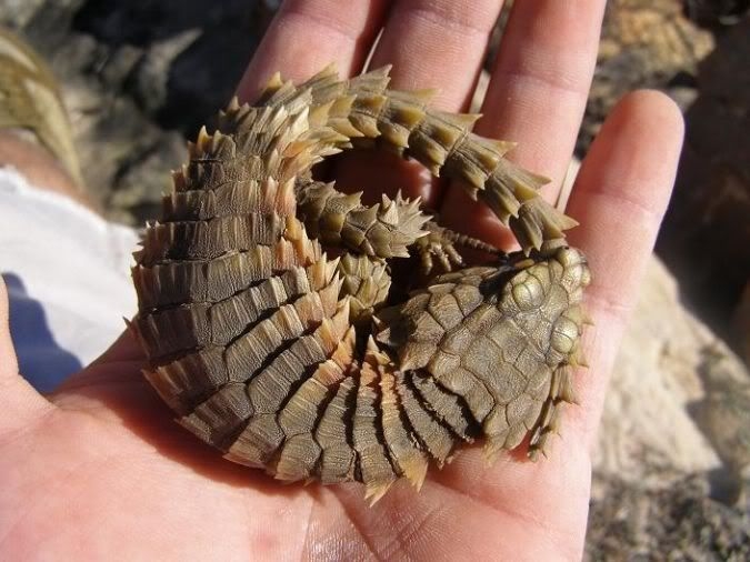 armadillo lizard adaptations