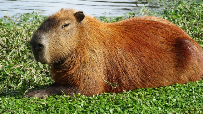 Capybara -The Strangest Animal  In The World