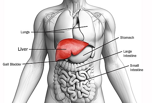 Where Is The Location Of Liver In Your Body Left Or Right Knowinsiders