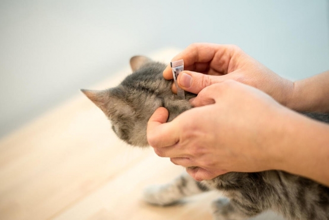 How To Get Rid Of Fleas From Cats With The Natural Ways