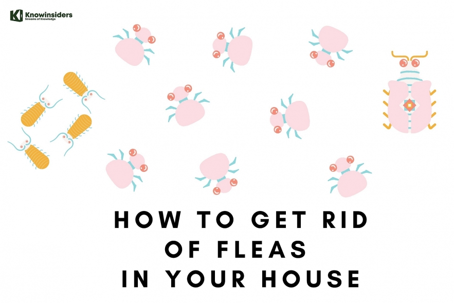 6 Simple Natural Ways To Get Rid Of Fleas In House and Tips to Prevent Fleas