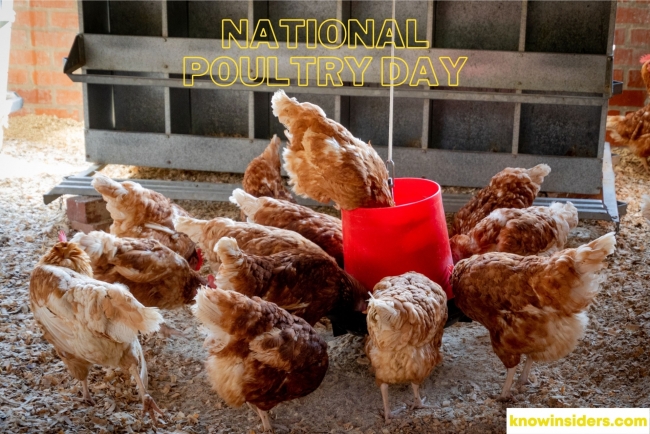 Poultry Day: History, Celebration, Meaning And Popular Dishes