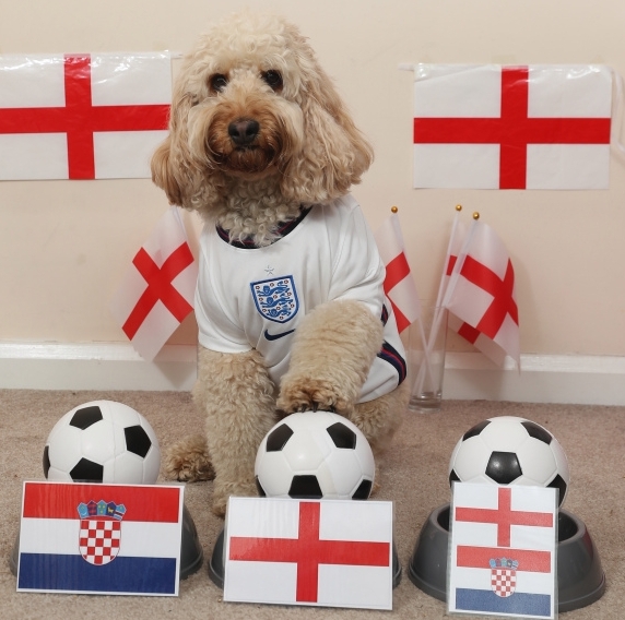 UK’s Genius Dog Predicts England will Beat Croatia in Sunday match - EURO 2020