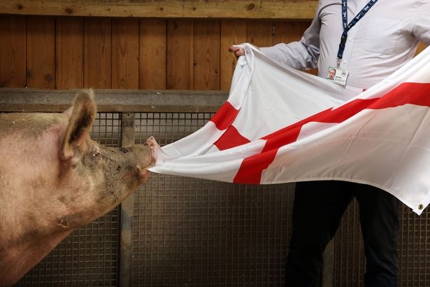 Susie the Psychic Pig predicts England Win Croatia on Sunday (June 13), Euro 2020