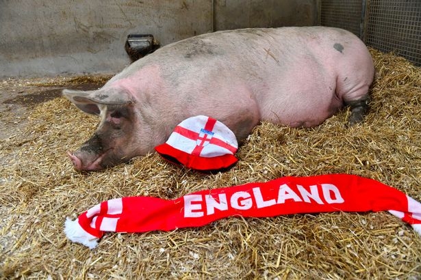 Susie the Psychic Pig predicts England Win Croatia on Sunday (June 13), Euro 2020
