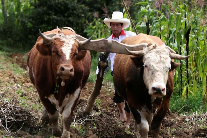 Pedro Castillo guides a plough pulled by cattle on his property in Chugur. Photo AP