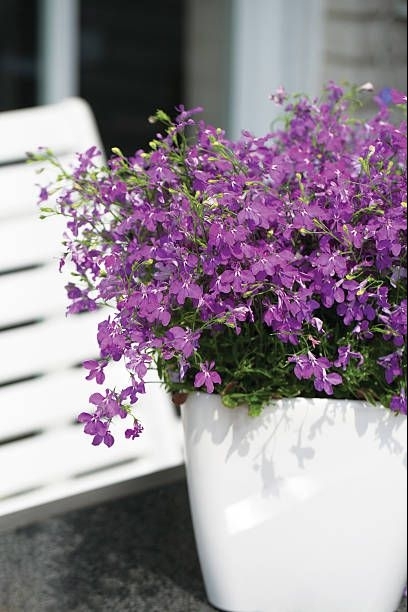 Top 15 Most Beautiful Flowers For Balcony Garden