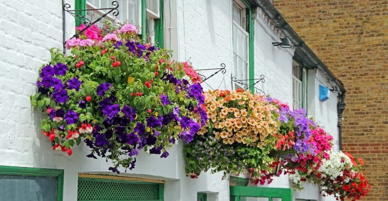What Are The Most Beautiful Flowers For Balcony Garden