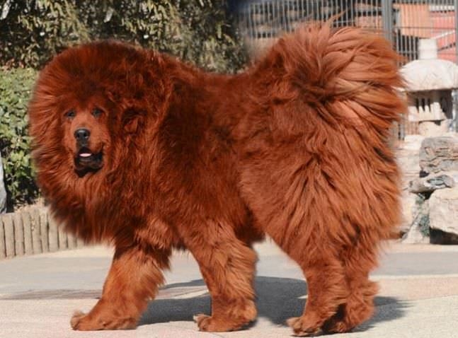 white lion tibetan mastiff