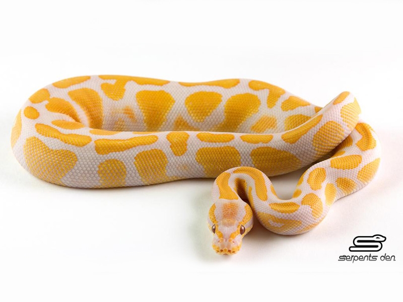 Photo World of Pythons