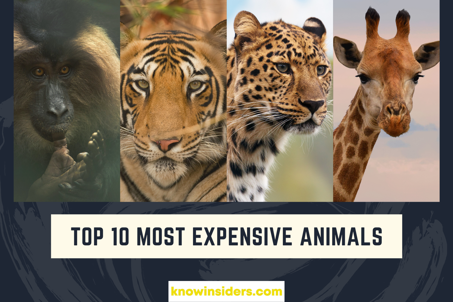 Top 10 Most Expensive Animals In The World Today | KnowInsiders