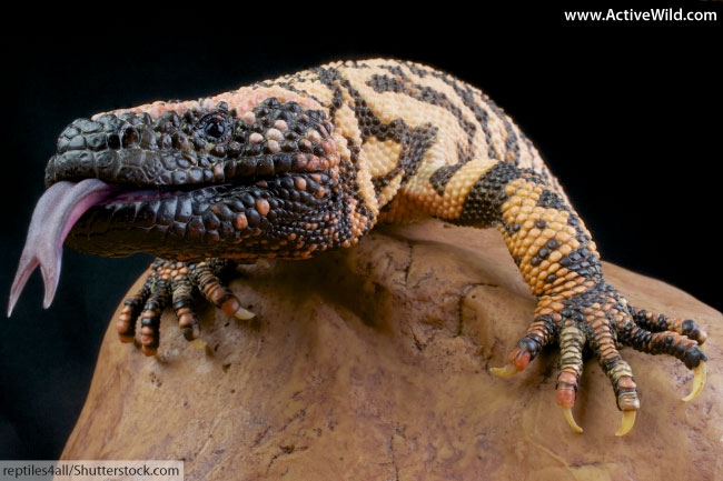 The Gila monster is a lizard found in the Sonoran Desert. Photo Shutterstock