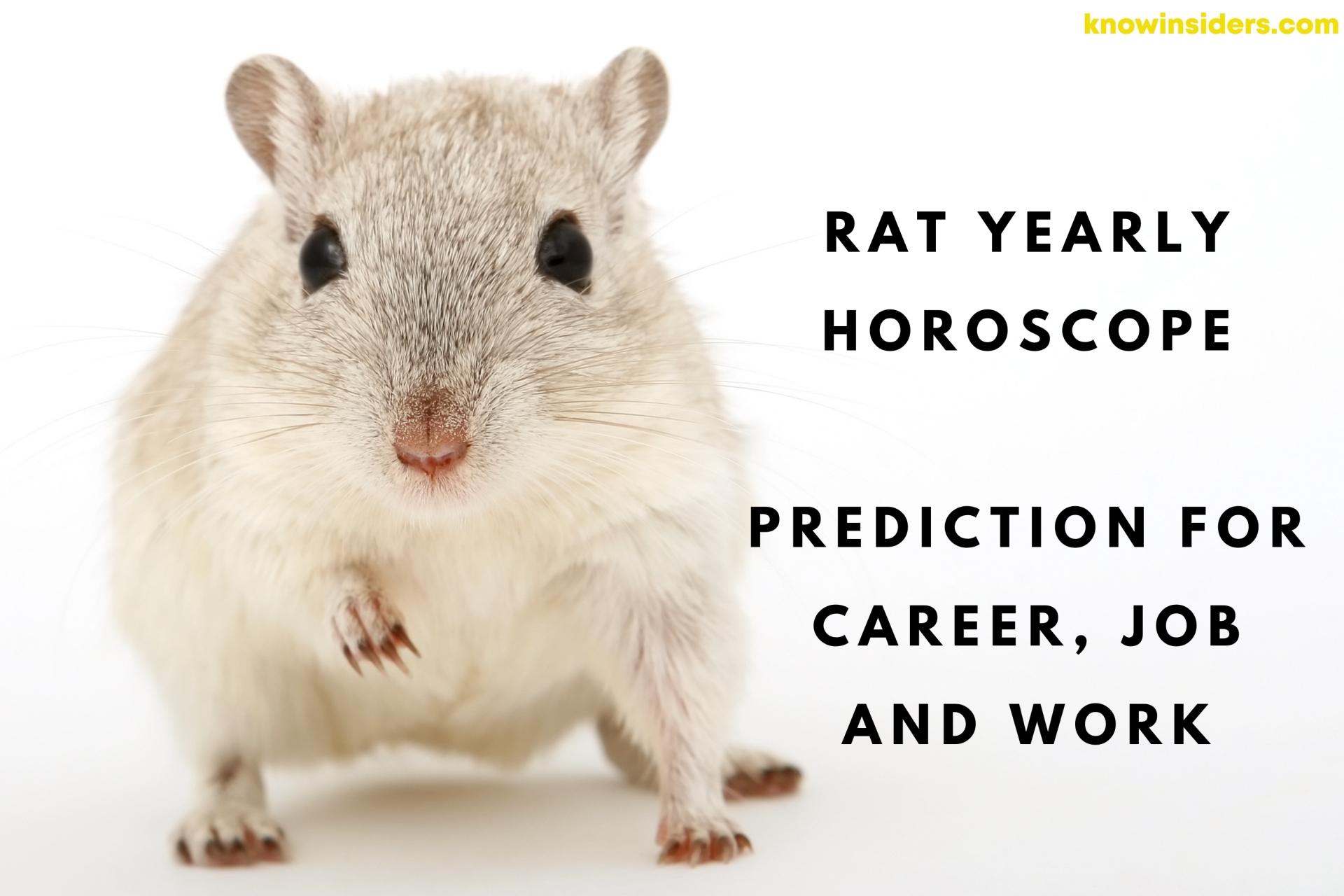 RAT Yearly Horoscope 2022: Prediction for Career, Job and Work