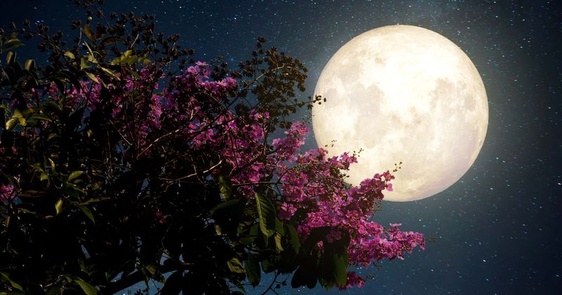 Super Flower Moon: When, Where And How to Watch this May