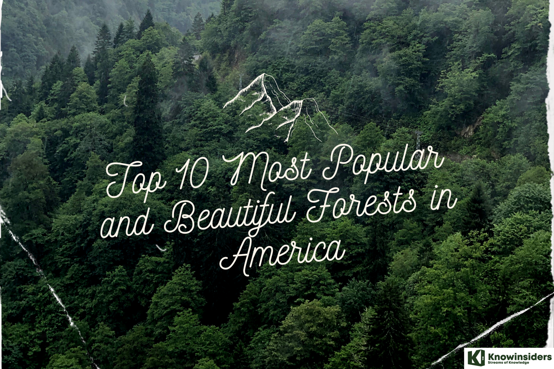 Top 10 Most Popular and Beautiful Forests in America