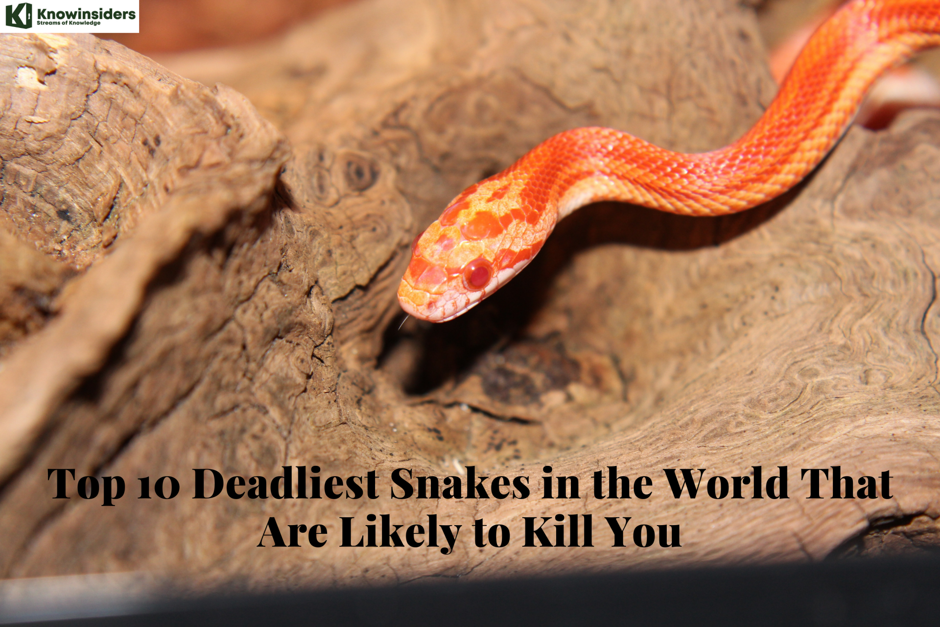 Top 10 Deadliest Snakes in the World That Are Likely to Kill You