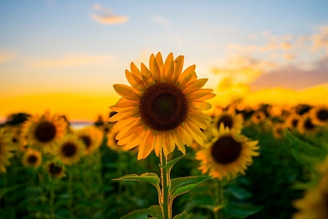 Only about Sunflower: 9 striking facts about Sunflower you should know!