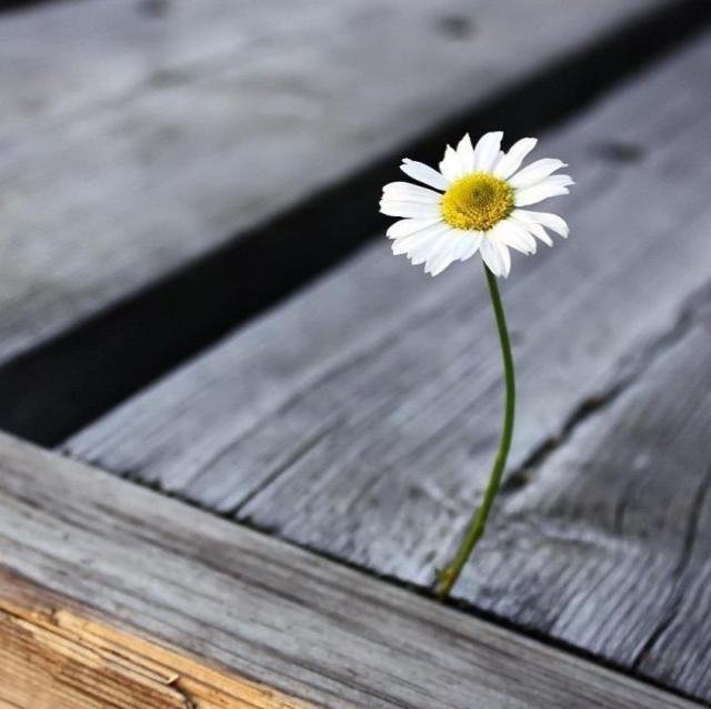 17 Interesting Facts about Daisy that can set them apart