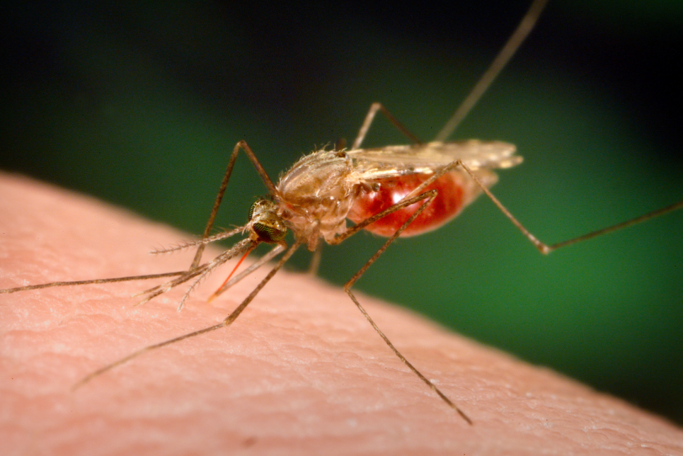 Malaria Vaccine: History, Development & Side effect