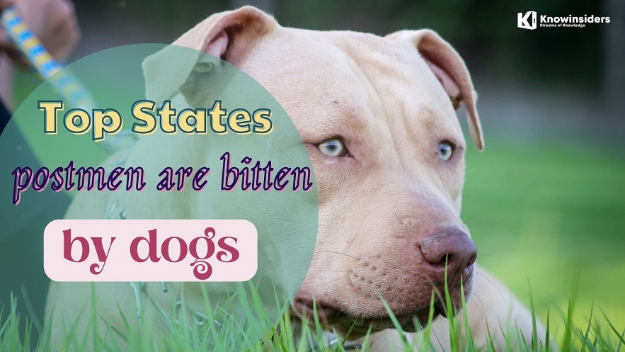 Top 10 States Where Many Postmen Are Bitten By Dogs. Photo: knowinsiders.