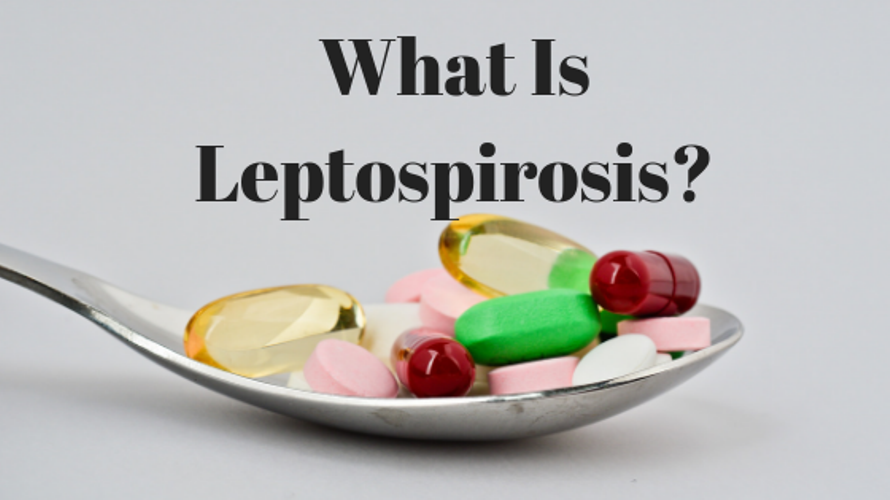 LEPTOSPIROSIS: Symptoms, Causes, Transmission, Treatments for a Common Disease in India