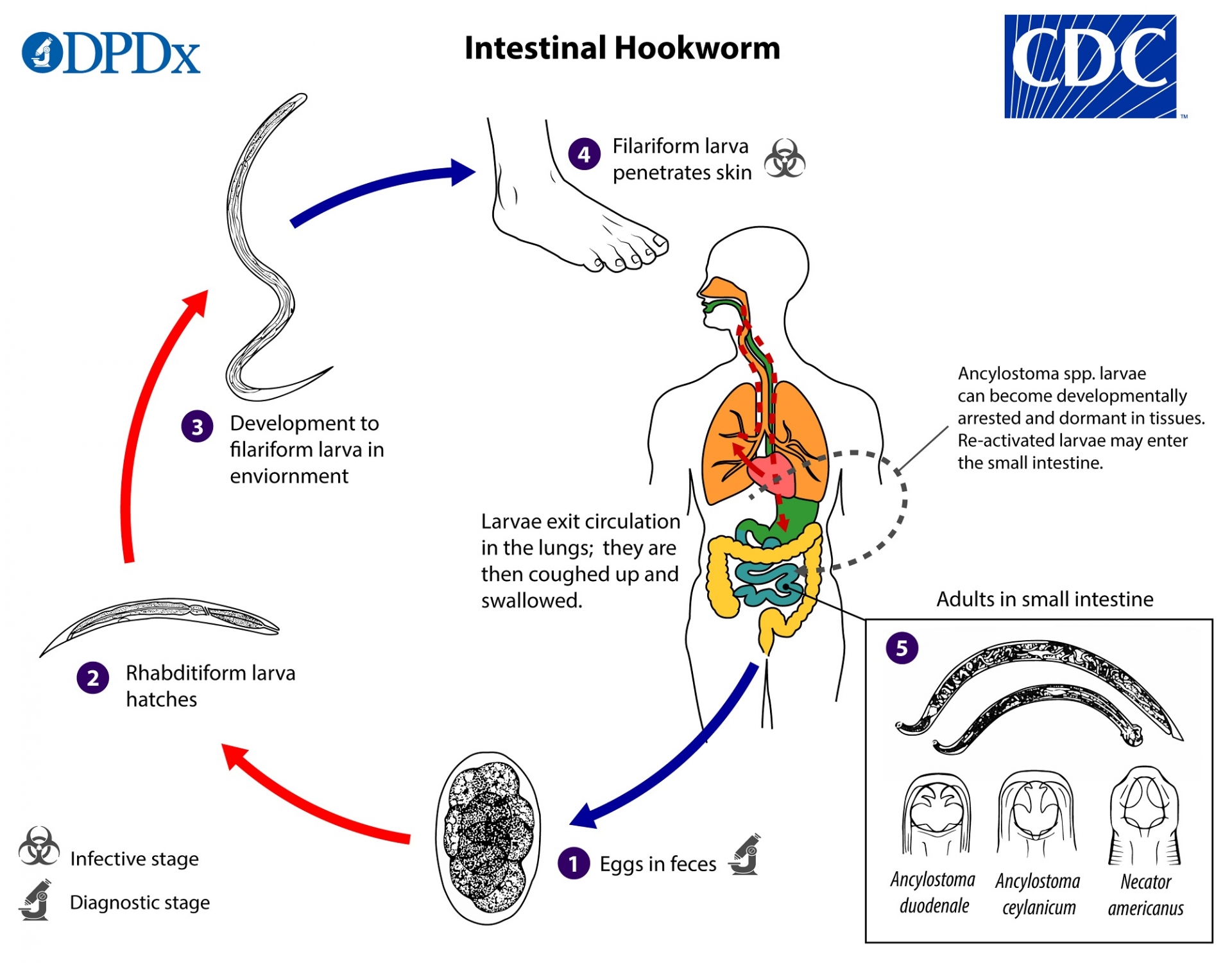 hookworm-in-humans-faqs-most-asked-questions-with-answers-about