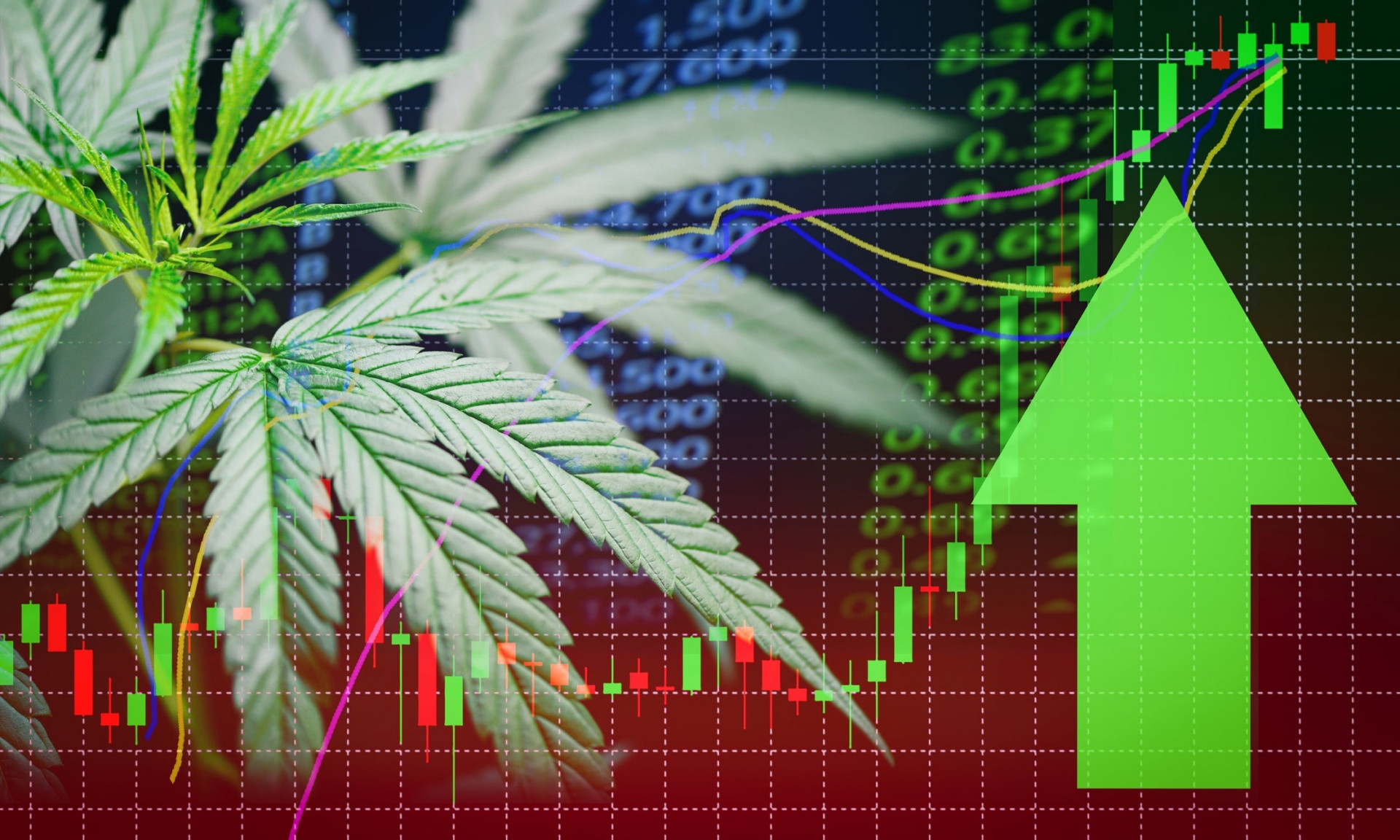 Tilray (TLRY) Stock Why it is Climbing Sharply Today & Guides to Buy? KnowInsiders