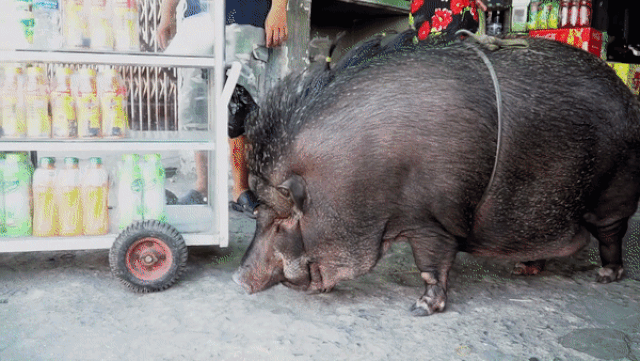 Vietnamese Family Raising Giant Wild Boar as Pet Astounds International Netizens