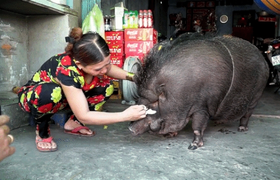 Vietnamese Family Raising Giant Wild Boar as Pet Astounds International Netizens