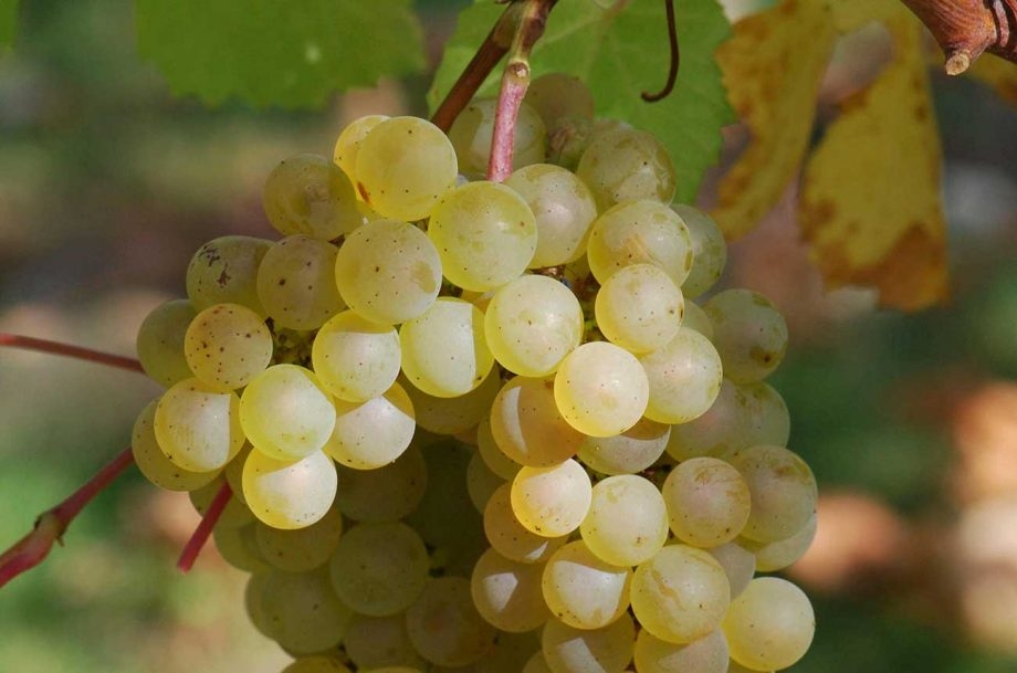 What is the Most Popular White Wine in the World?