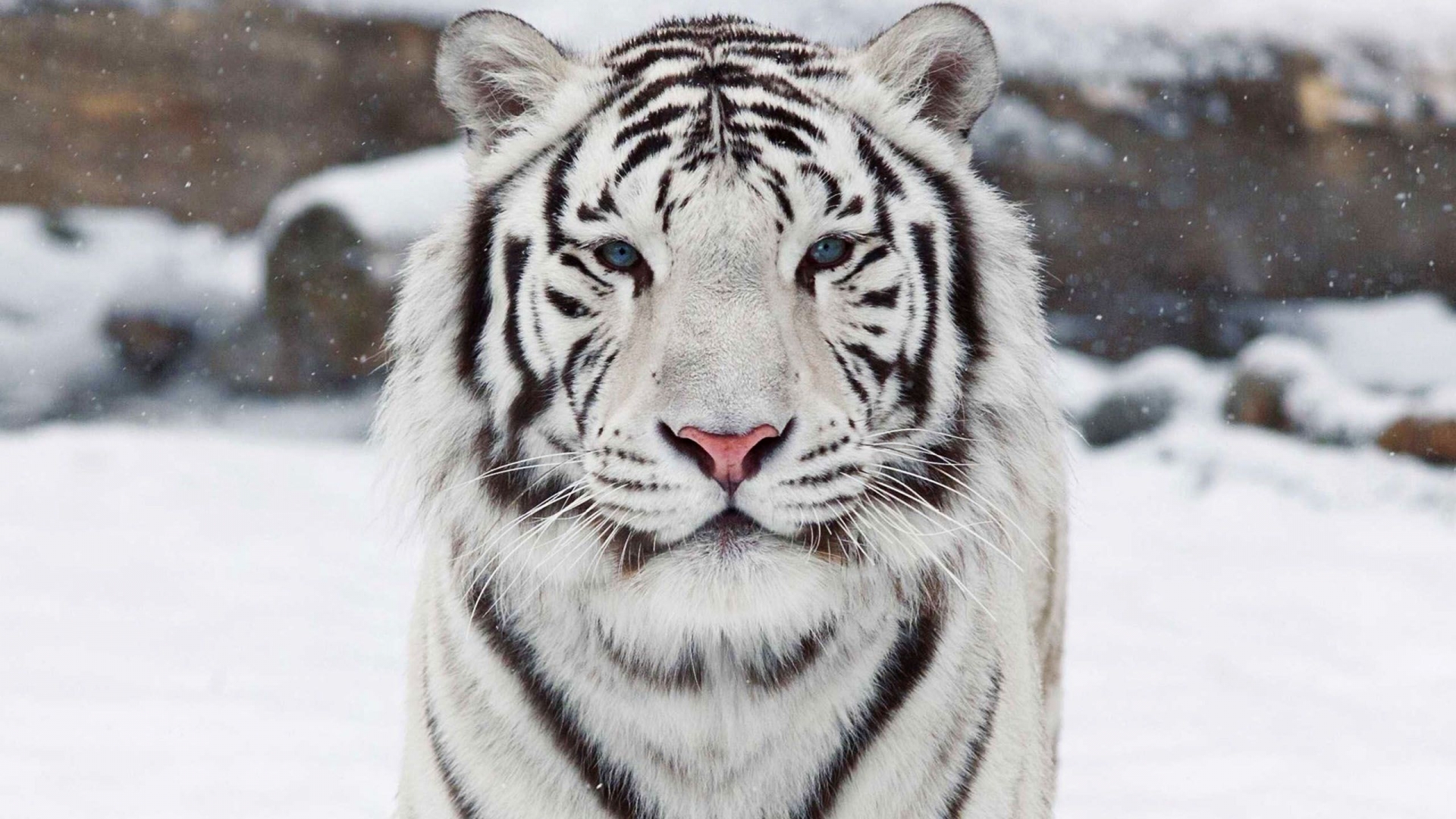 Top 10 Most Beautiful Animals in the World