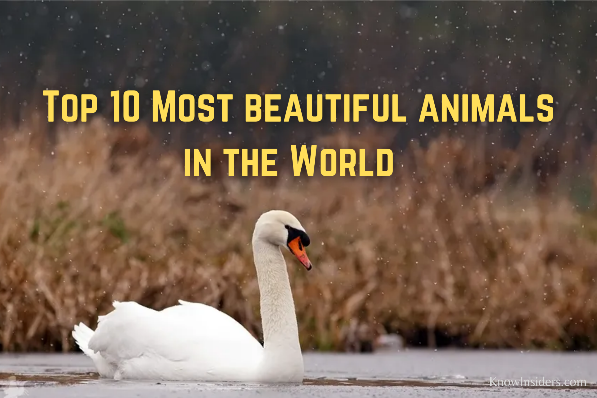 Top 10 Most Beautiful Animals in the World | KnowInsiders