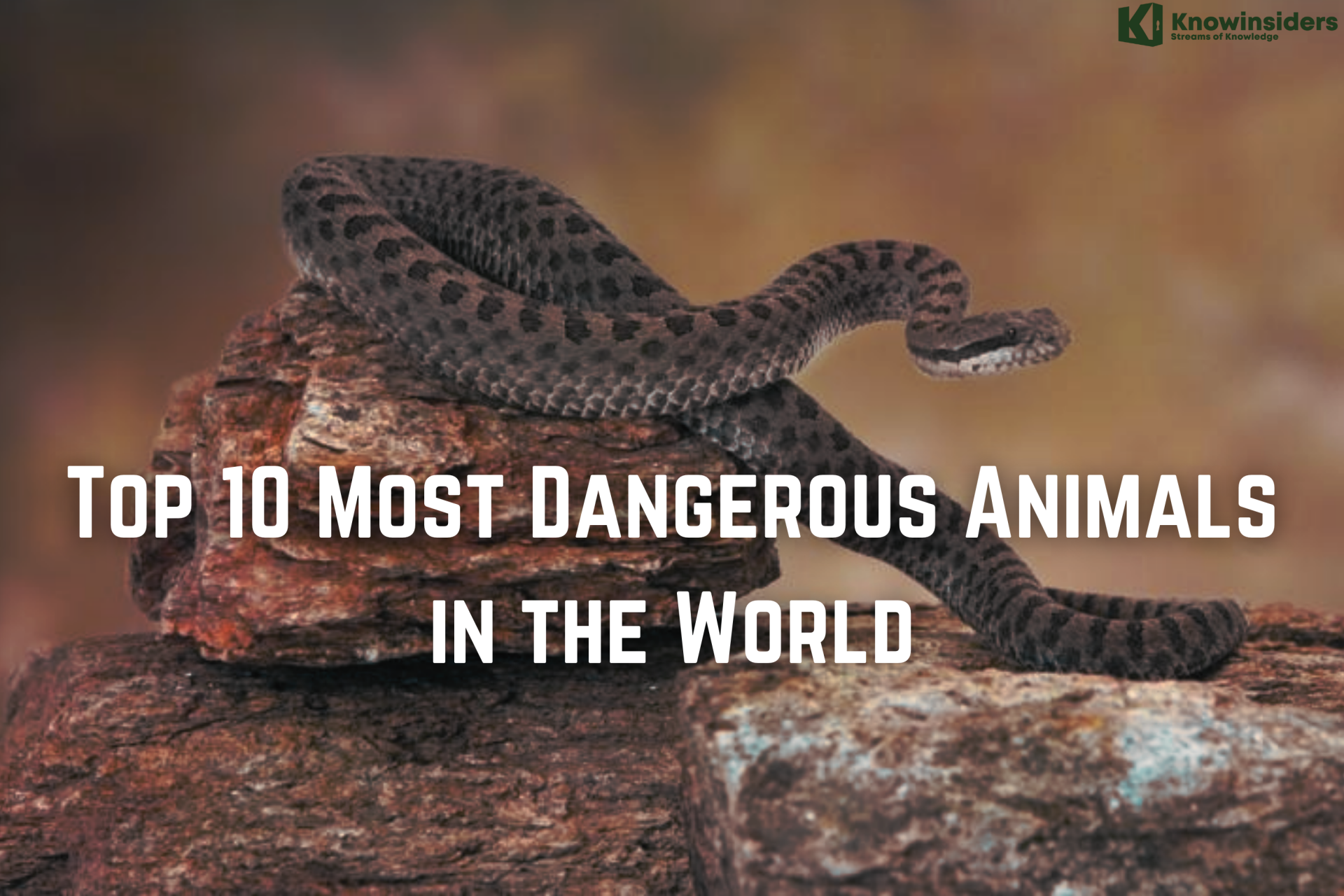Top 10 Most Dangerous Animals in the World
