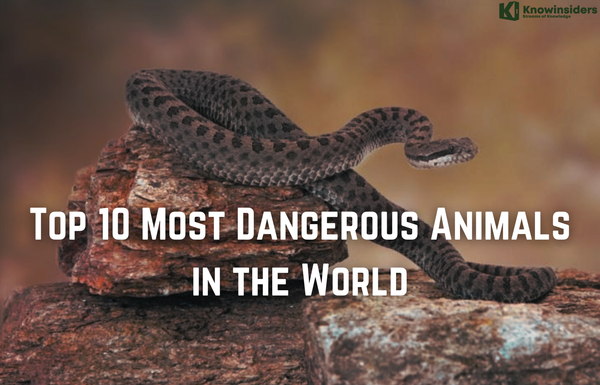 Top 10 Most Dangerous Animals in the World