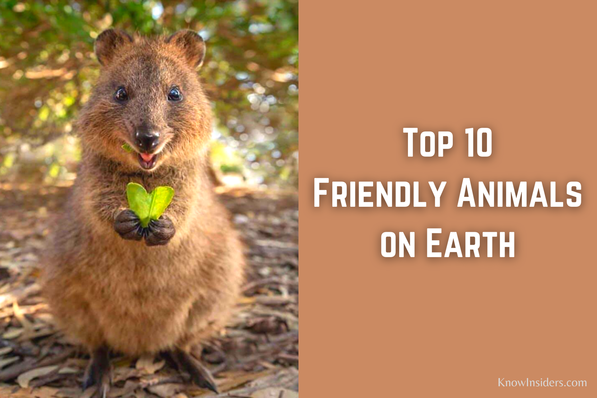 Top 10 Friendliest Animals in the World